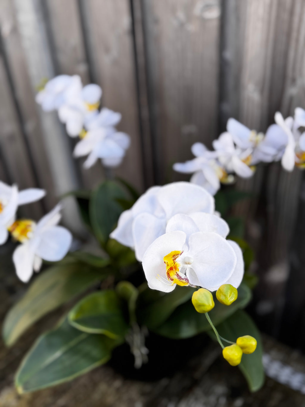 Orchidee van Klasse