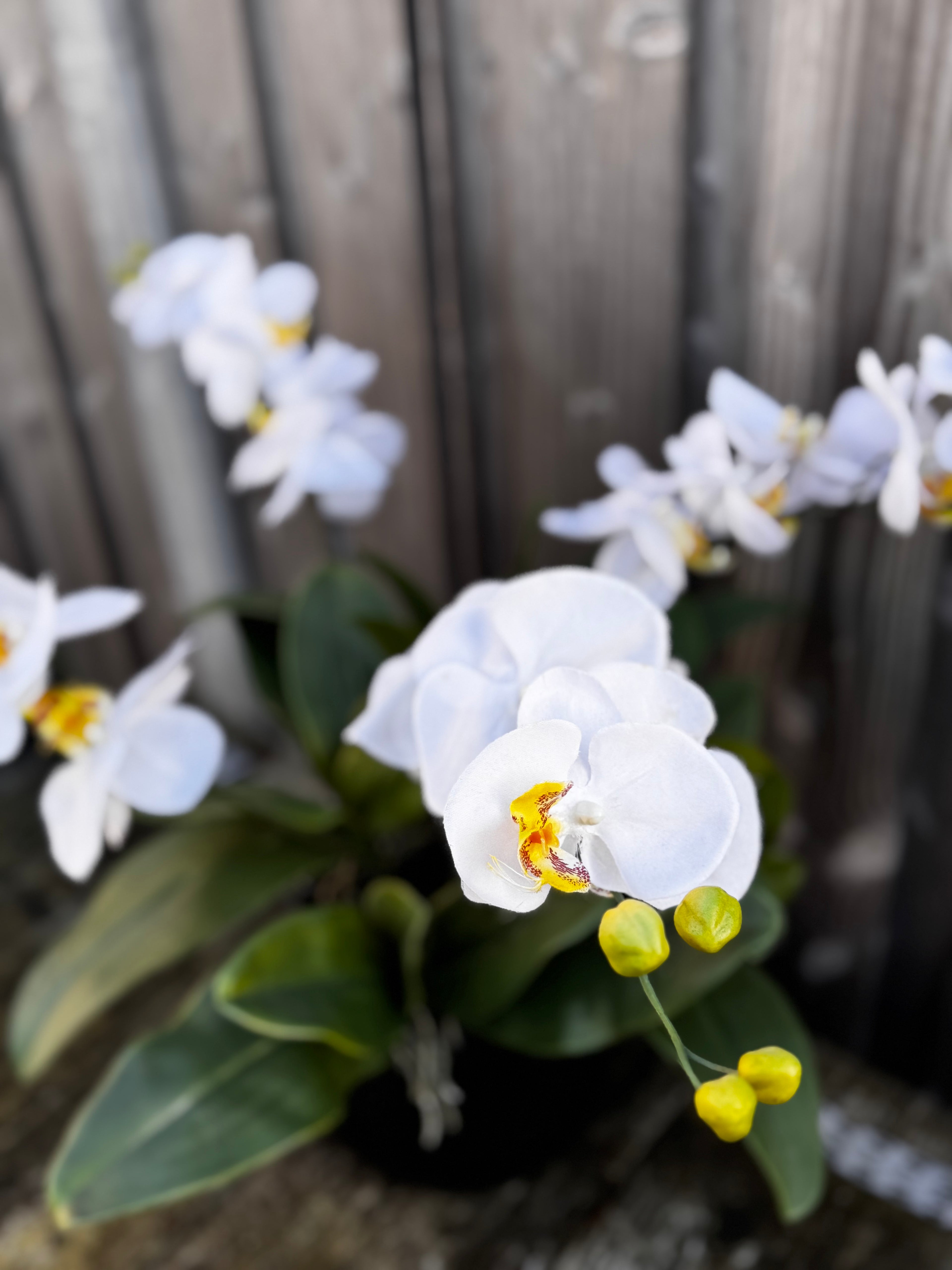Orchidee van Klasse