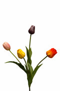 Tulp