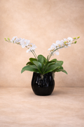 Orchidee in vaas